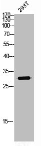 SPIN1 Antibody