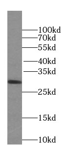 SPIN1-Specific antibody