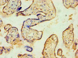 SPIN2B Antibody