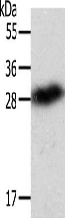 SPIN2B antibody