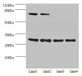 SPIN3 antibody