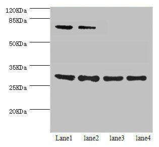 SPIN3 Antibody