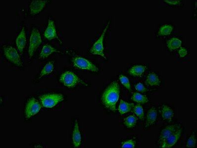 SPIN4 Antibody