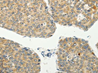 SPIN4 Antibody