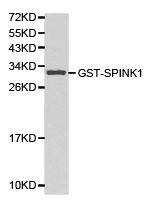 SPINK1 antibody