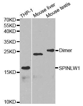 SPINLW1 antibody