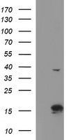 SPINT1 antibody