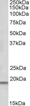 Goat anti-SPINT2 Antibody