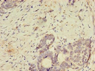 SPIRE2 Antibody