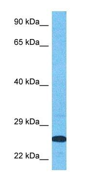 SPIT2 antibody