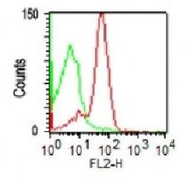 SPN Antibody