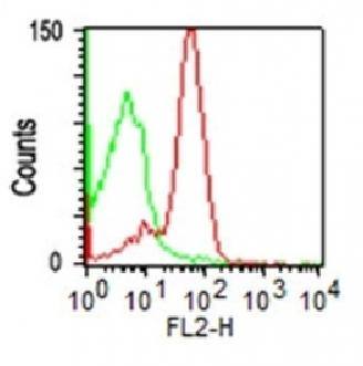 SPN Antibody