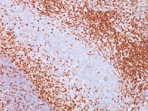 SPN Antibody
