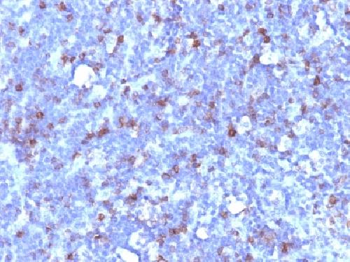 SPN Antibody