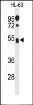 SPN antibody