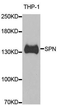 SPN antibody