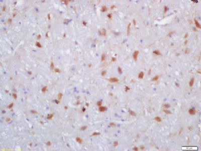 SPNS1 antibody