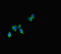 SPNS2 antibody