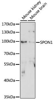 SPON1 antibody