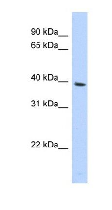SPON2 antibody