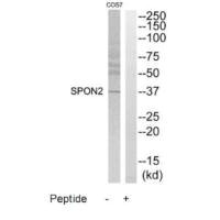 SPON2 antibody