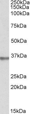 Goat anti-Spondin 2 / Mindin Antibody