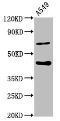 SPOPL Antibody