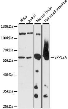 SPPL2A antibody