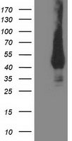 SPR antibody