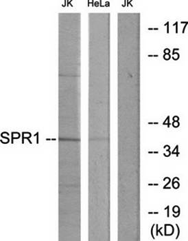 SPR1 antibody