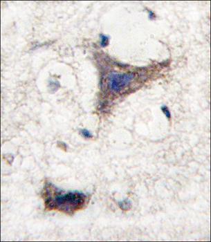 SPRED1 antibody