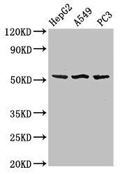 SPRED1 Antibody