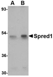 Spred1 Antibody