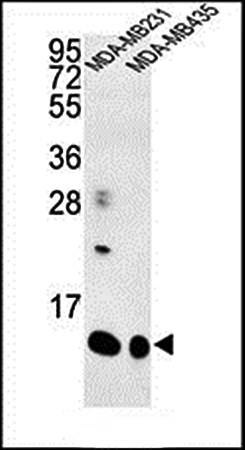 SPRR1B antibody