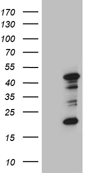 SPRR2A Antibody