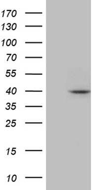 SPRR2A Antibody