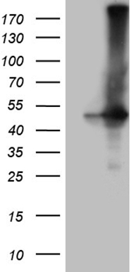SPRR2A Antibody