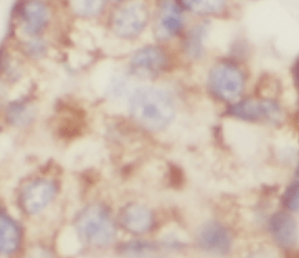 SPRR2D antibody