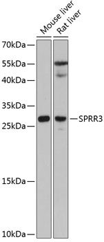 SPRR3 antibody