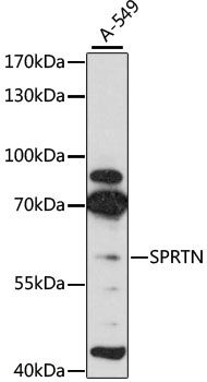 SPRTN antibody