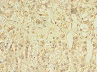 SPRY1 Antibody