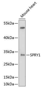 SPRY1 antibody