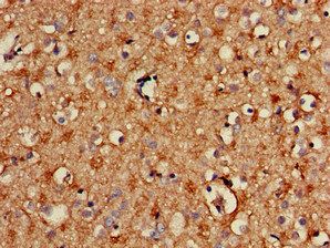 SPRY2 Antibody