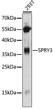 SPRY3 antibody