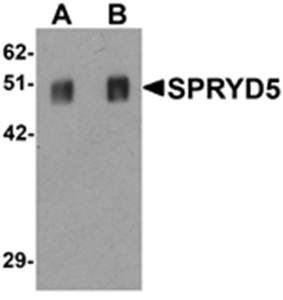 SPRYD5 Antibody