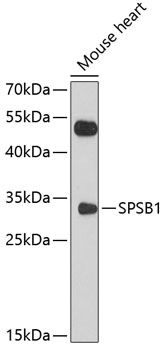 SPSB1 antibody