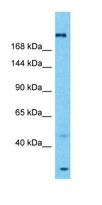SPTA1 antibody