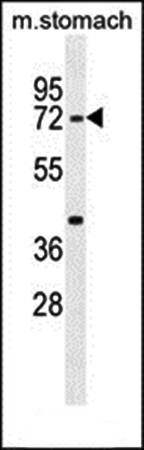 SRAC1 antibody