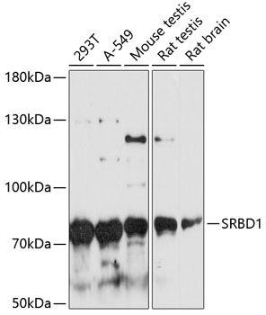 SRBD1 antibody