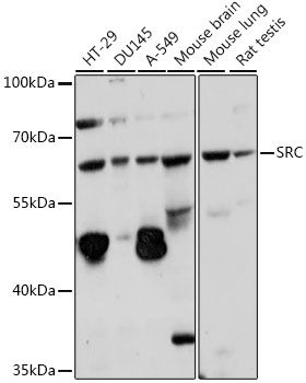 SRC antibody